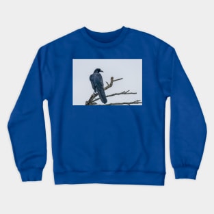 Great Tailed Grackle Perched Crewneck Sweatshirt